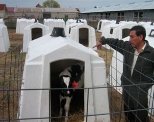 Manual de manejo y alimentación de vacunos - Parte I: Recría de animales de reemplazo en sistemas intensivos - Image 11