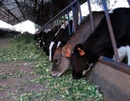 Manual de manejo y alimentación de vacunos - Parte I: Recría de animales de reemplazo en sistemas intensivos - Image 27