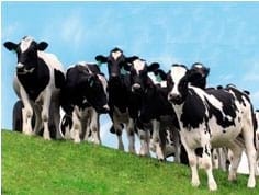 Manual de manejo y alimentación de vacunos - Parte I: Recría de animales de reemplazo en sistemas intensivos - Image 31