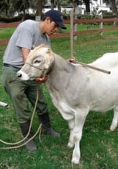 Manual de manejo y alimentación de vacunos - Parte I: Recría de animales de reemplazo en sistemas intensivos - Image 4