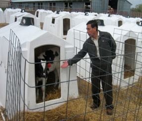 Manual de manejo y alimentación de vacunos - Parte I: Recría de animales de reemplazo en sistemas intensivos - Image 12