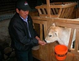 Manual de manejo y alimentación de vacunos - Parte I: Recría de animales de reemplazo en sistemas intensivos - Image 26