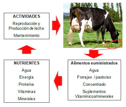Manual de manejo y de alimentación de vacunos II: Manejo y Alimentación de vacas productoras de leche en sistemas intensivos - Image 1