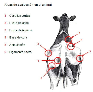 Manual de manejo y de alimentación de vacunos II: Manejo y Alimentación de vacas productoras de leche en sistemas intensivos - Image 8