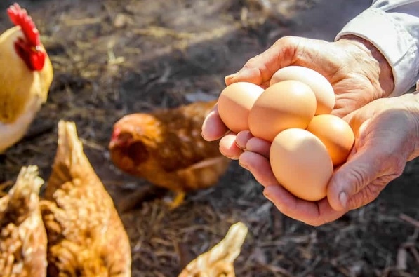 ¿Cómo solucionar el problema del síndrome hemorrágico del hígado graso en gallinas? - Image 1