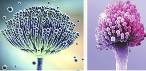 El daño y la solución de las aflatoxinas en la producción de vacas lecheras - Image 2