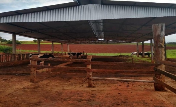 El daño y la solución de las aflatoxinas en la producción de vacas lecheras - Image 1