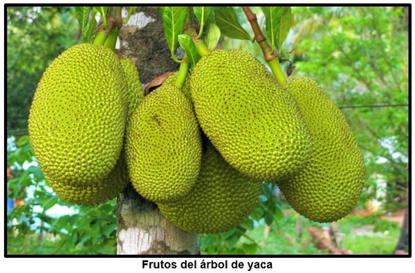 EL ARB0L DE YACA (Artocarpus heterophyllus), UNA ESPECIE DE USOS MÚLTIPLES PARA EL TROPICO CENTROAMERICANO - Image 2