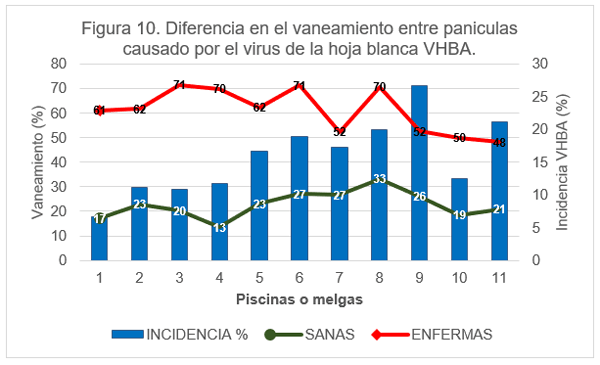 Perdidas en rendimiento causadas por el virus de la hoja blanca (VHBA) en el cultivo del arroz en el Departamento Norte de Santander, Colombia - Image 11
