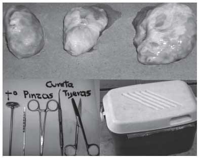 Efecto de los suplementos fluido folicular y suero fetal bovino sobre la maduración in vitro de oocitos equinos - Image 2