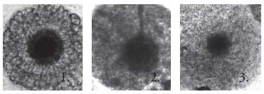 Efecto de los suplementos fluido folicular y suero fetal bovino sobre la maduración in vitro de oocitos equinos - Image 10