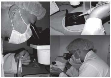 Efecto de los suplementos fluido folicular y suero fetal bovino sobre la maduración in vitro de oocitos equinos - Image 4