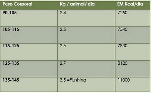 Manejo y nutrición de las cerdas de reemplazo - Image 1