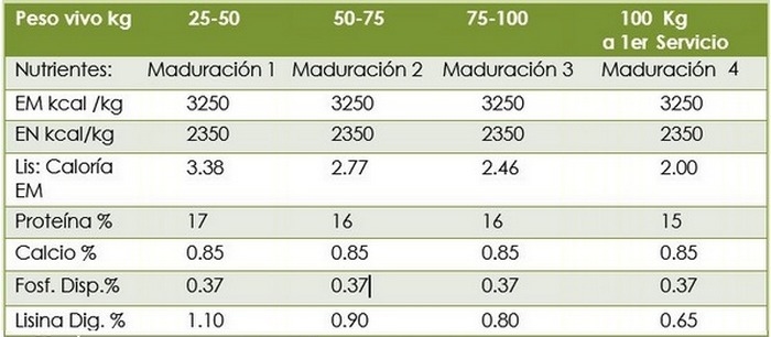 Manejo y nutrición de las cerdas de reemplazo - Image 2