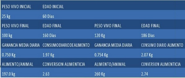 Manejo y nutrición de las cerdas de reemplazo - Image 4