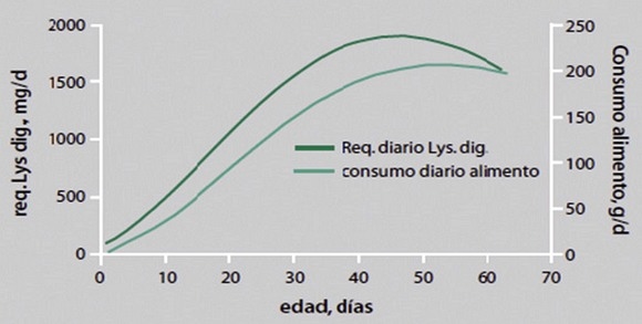 Los requerimientos nutricionales de las aves dependen de varios factores - Image 6