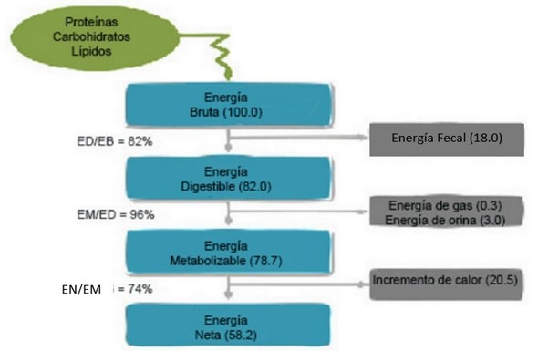 Los requerimientos nutricionales de las aves dependen de varios factores - Image 38