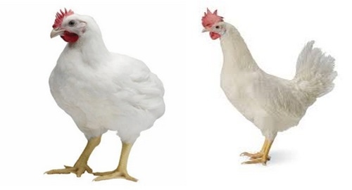 Los requerimientos nutricionales de las aves dependen de varios factores - Image 1