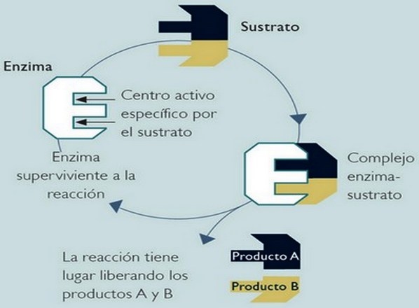 Los requerimientos nutricionales de las aves dependen de varios factores - Image 30