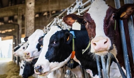 Alivie eficazmente el hígado graso de la vaca y la cetosis durante el período perinatal - Image 1
