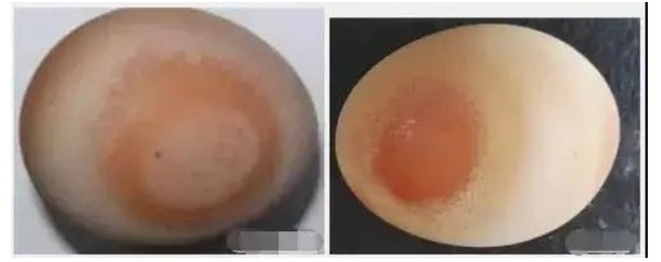 Siete problemas de las gallinas ponedoras, análisis de las razones de la mala calidad de la cáscara de huevo - Image 1