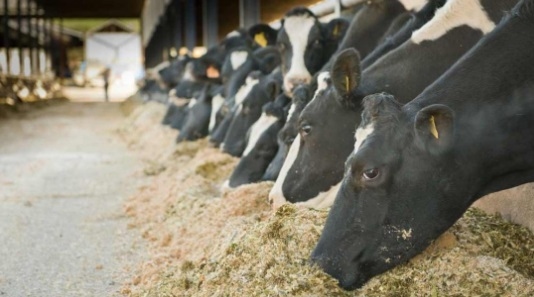 Cinco consejos saludables para criar una vaca - Image 1