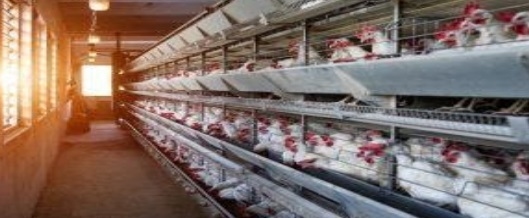 Medidas preventivas para el síndrome del hígado graso de las aves de corral - Image 1