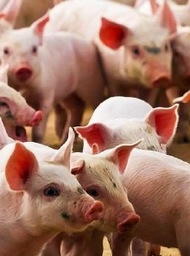 Oportunidad de crecimiento del sector porcino, para productores de cereales - Image 1