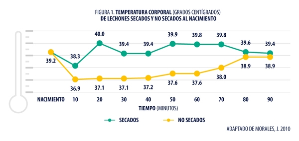 Secado de lechones al nacimiento: Una intervención para reducir el riesgo de mortalidad predestete - Image 2