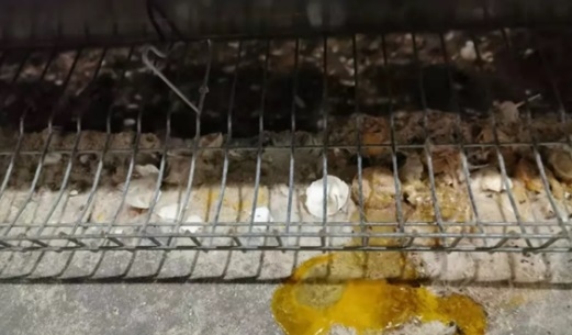 Cómo mejorar la calidad de cascara de huevo con ácidos biliares RUNEON - Image 1