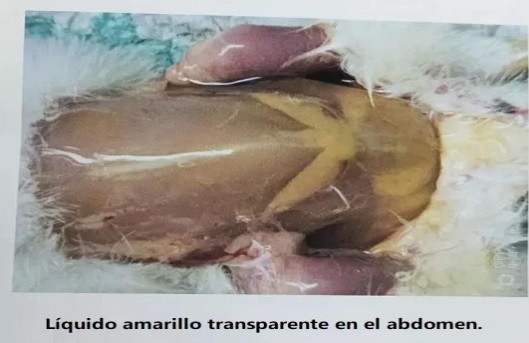 ¿Cómo debe prevenir la ascitis de los pollos de engorde? - Image 1