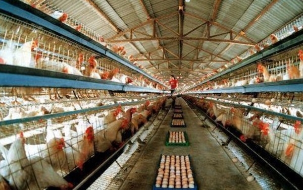 Los ácidos biliares aumentan la tasa de puesta y la calidad de huevo de las gallinas ponedoras - Image 1