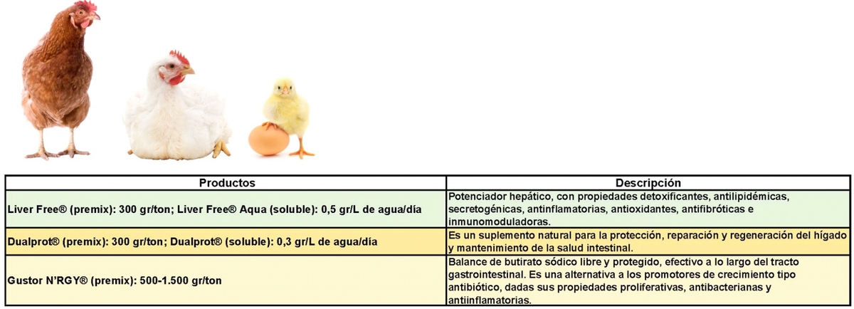 Programa Entero-Hepático: ¿Es posible modular el microbioma intestinal de un lechón en pro de su productividad futura? - Image 1