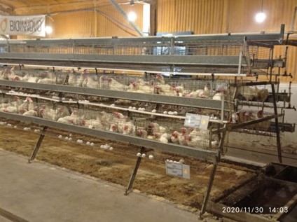 Efecto del uniwall mos 25 sobre los parámetros productivos y recuento bacteriano en aves de postura - Image 3