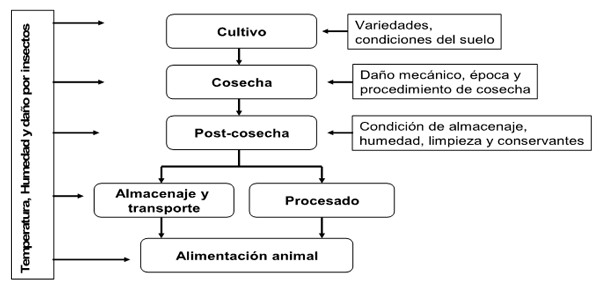 MICOTOXINAS, los enemigos silenciosos. - Image 1