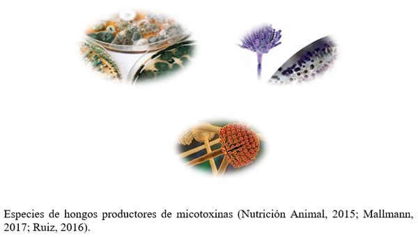 MICOTOXINAS, los enemigos silenciosos. - Image 2