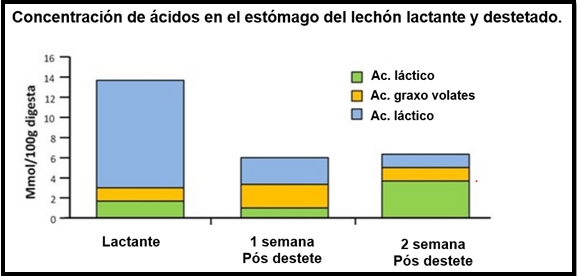 La nutrición inicial es decisiva en los resultados finales de la producción porcina - Image 3