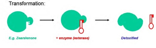 Micotoxinas: conceptos de control - Image 1