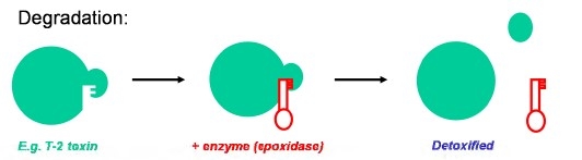 Micotoxinas: conceptos de control - Image 2