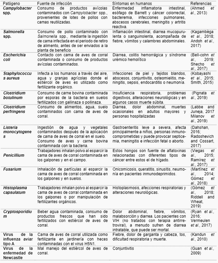 Cama de aves de corral un factor importante en la seguridad alimentaria* - Image 1
