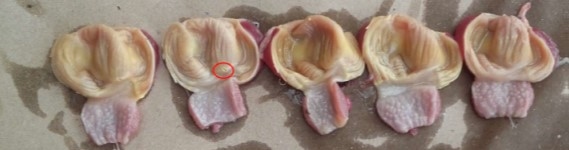 Micotoxinas en avicultura II - Image 18