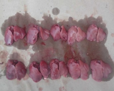 Micotoxinas en avicultura II - Image 17
