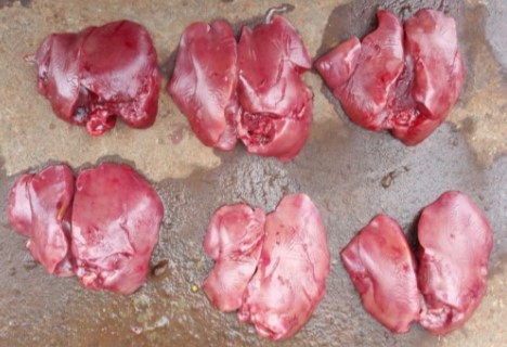 Micotoxinas en avicultura II - Image 20