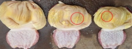 Micotoxinas en avicultura II - Image 22