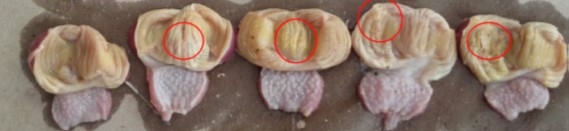 Micotoxinas en avicultura II - Image 19