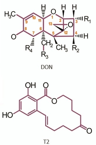 Micotoxinas en avicultura II - Image 5
