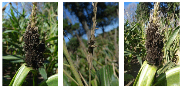 Imagen 1. Panojas de maíz con síntomas de masa carbonosa producida por S. reilianum. Fotos: De Rossi & Couretot, 2021. Corral de Bustos, Córdoba y Chañar Ladeado, Santa Fe.