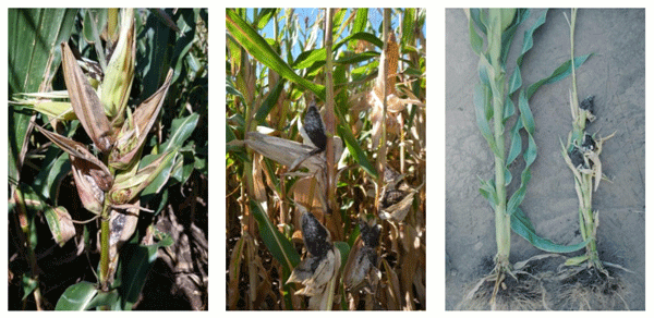 Imagen 4. Multifloración, masas carbonosas y cambios en el desarrollo de plantas afectadas por S. reilianum. Fotos: De Rossi & Couretot, 2021. Corral de Bustos, Córdoba y Chañar Ladeado, Santa Fe.