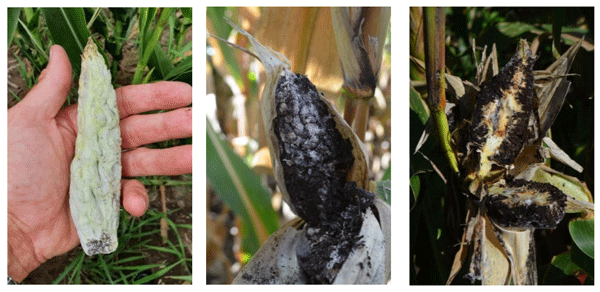 Imagen 2. Espigas de maíz con síntomas de masa carbonosa producida por S. reilianum. Fotos: De Rossi, Couretot,& García 2021. Corral de Bustos y Sampacho, Córdoba.