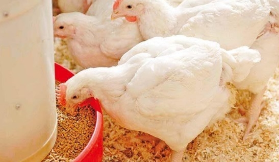 Importancia de la protección del hígado en la producción de pollos de engorde - Image 2